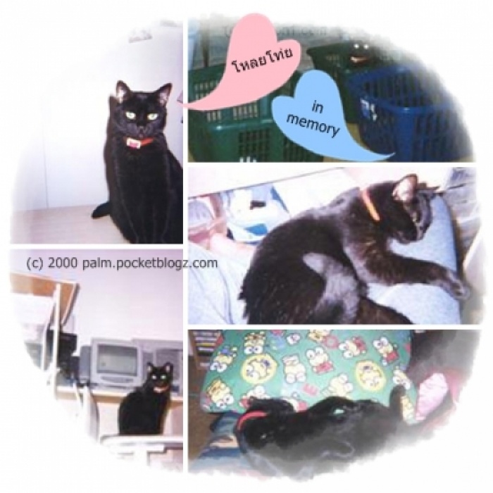 94d43e327d9303539cb1e2aac7032668_L